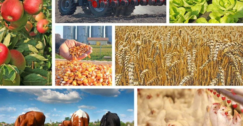 Сельское хозяйство Новгородской области в январе - июле 2020 года